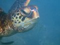  Green Turtle - Grüne Meeresschildkröte - Chelonia mydas agassisi