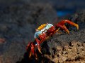  Sally Lightfoot Crab - Rote Klippenkrabbe - Grapsus grapsus