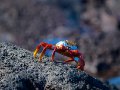  Sally Lightfoot Crab - Rote Klippenkrabbe - Grapsus grapsus