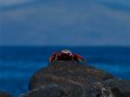  Sally Lightfoot Crab - Rote Klippenkrabbe - Grapsus grapsus