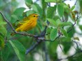  Yellow Warbler - Goldwaldsänger - Dendroica petechia