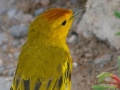  Yellow Warbler - Goldwaldsänger - Dendroica petechia