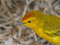  Yellow Warbler - Goldwaldsänger - Dendroica petechia