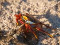  Sally Lightfoot Crab - Rote Klippenkrabbe - Grapsus grapsus