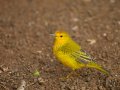  Yellow Warbler - Goldwaldsänger - Dendroica petechia