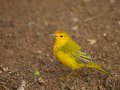  Yellow Warbler - Goldwaldsänger - Dendroica petechia