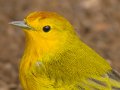  Yellow Warbler - Goldwaldsänger - Dendroica petechia