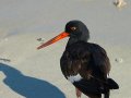  Oyster Catcher