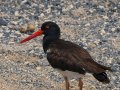  Oyster Catcher