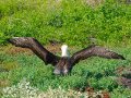  Waved Albatross - Diomedea irrorata