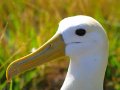  Waved Albatross - Diomedea irrorata