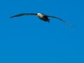  Waved Albatross - Diomedea irrorata