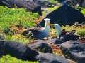  Waved Albatross - Diomedea irrorata