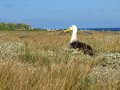  Waved Albatross - Diomedea irrorata