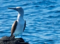  Blue-footed Booby - Blaufusstölpel - Sula nebouxii