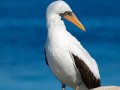  Masked Booby - Maskentölpel - Sula dactylatra
