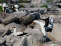  Masked Booby - Maskentölpel - Sula dactylatra