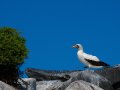 Masked Booby - Maskentölpel - Sula dactylatra