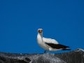  Masked Booby - Maskentölpel - Sula dactylatra
