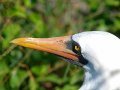 Masked Booby - Maskentölpel - Sula dactylatra