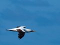 Masked Booby - Maskentölpel - Sula dactylatra