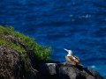  Blue-footed Booby - Blaufusstölpel - Sula nebouxii