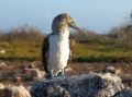  Blue-footed Booby - Blaufusstölpel - Sula nebouxii