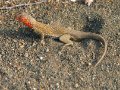  Lava Lizzard - Lava Eidechse - Tropidurus delanonis
