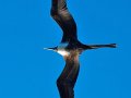  Magnificent Frigatebird - Fregattvogel - Fregata magnificens
