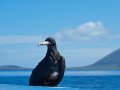  Magnificent Frigatebird - Fregattvogel - Fregata magnificens