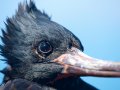  Magnificent Frigatebird - Fregattvogel - Fregata magnificens