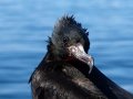  Magnificent Frigatebird - Fregattvogel - Fregata magnificens