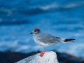  Swallow-tailed Gull - Gabelschwanzmöwe - Creagrus furcatus<