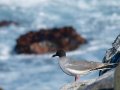  Swallow-tailed Gull - Gabelschwanzmöwe - Creagrus furcatus