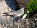 Swallow-tailed Gull - Gabelschwanzmöwe - Creagrus furcatus