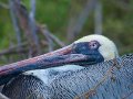  Brown Pelican - Braunpelikan - Pelicanus occidentalis