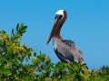  Brown Pelican - Braunpelikan - Pelicanus occidentalis