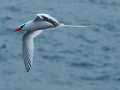  Red-billed Tropicbird - Rotschnabel Tropikvogel - Phaethon aethereus