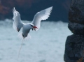  Red-billed Tropicbird - Rotschnabel Tropikvogel - Phaethon aethereus