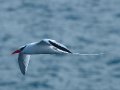  Red-billed Tropicbird - Rotschnabel Tropikvogel - Phaethon aethereus