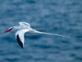  Red-billed Tropicbird - Rotschnabel Tropikvogel - Phaethon aethereus