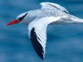  Red-billed Tropicbird - Rotschnabel Tropikvogel - Phaethon aethereus