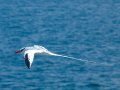  Red-billed Tropicbird - Rotschnabel Tropikvogel - Phaethon aethereus