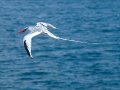  Red-billed Tropicbird - Rotschnabel Tropikvogel - Phaethon aethereus