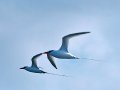  Red-billed Tropicbird - Rotschnabel Tropikvogel - Phaethon aethereus