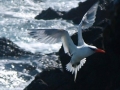  Red-billed Tropicbird - Rotschnabel Tropikvogel - Phaethon aethereus