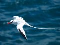  Red-billed Tropicbird - Rotschnabel Tropikvogel - Phaethon aethereus