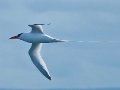  Red-billed Tropicbird - Rotschnabel Tropikvogel - Phaethon aethereus