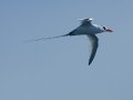  Red-billed Tropicbird - Rotschnabel Tropikvogel - Phaethon aethereus