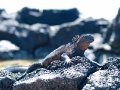 Marine Iguana - Meerechse - Amblyrhynchus cristatus